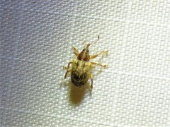 Lignyodes horridulus