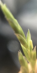 Glyceria notata