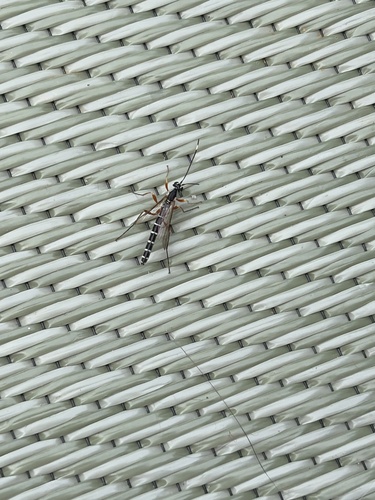 Rhyssa lineolata