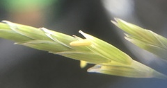 Glyceria notata