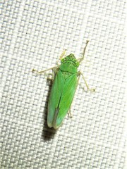 Draeculacephala inscripta