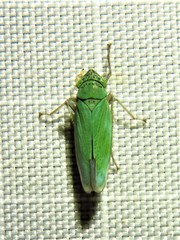 Draeculacephala inscripta
