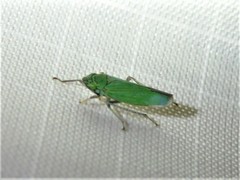 Draeculacephala inscripta