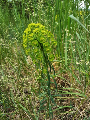 Didžioji karpažolė nuotrauka
