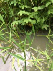 Glyceria notata