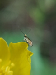Micropterix
