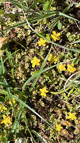 Tinker's penny (Hypericum anagalloides)