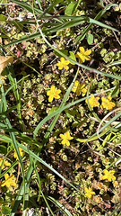 Hypericum anagalloides, photograph author not stated, no rights reserved