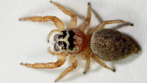 Opisthoncus nigrofemoratus