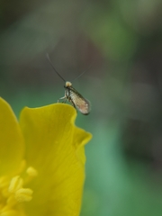Micropterix