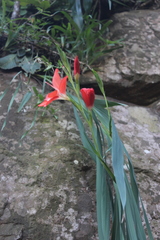 Gladiolus cruentus