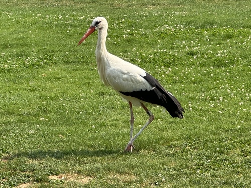 iNaturalist image