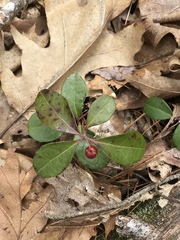 Gaultheria procumbens image