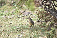 Grallaria quitensis