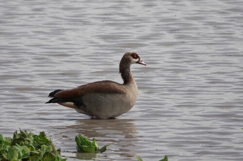 iNaturalist image
