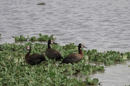 iNaturalist image