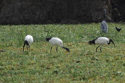 iNaturalist: (c) Andrea Angiari, some rights reserved (CC BY-NC), uploaded by Andrea Angiari iNaturalist image