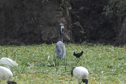 iNaturalist image