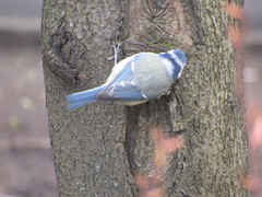 Cyanistes caeruleus