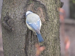 Cyanistes caeruleus