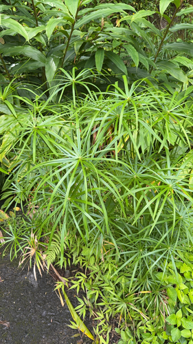 Cyperus alternifolius observed 2026-07-26