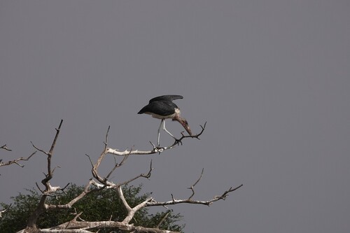 iNaturalist image