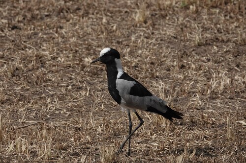 iNaturalist: (c) Andrea Angiari, some rights reserved (CC BY-NC), uploaded by Andrea Angiari iNaturalist image