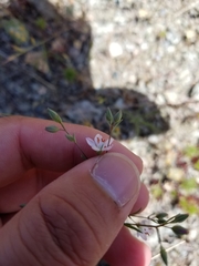 Hesperolinon congestum