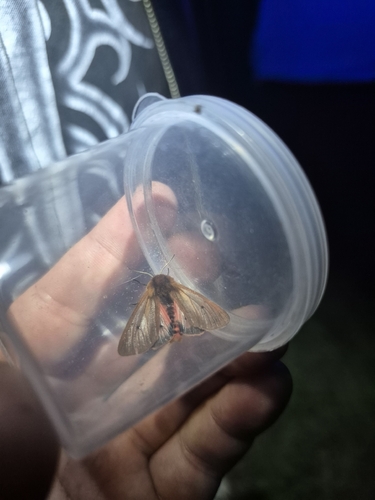 Ruby Tiger Moth