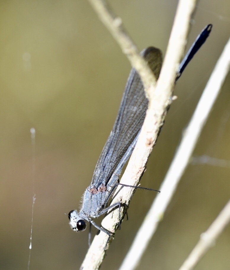 Mnesarete pruinosa