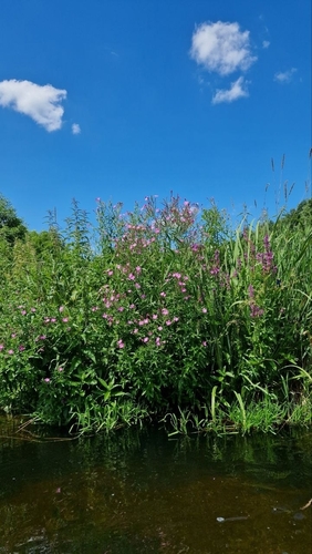 Great Willowherb