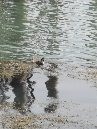 iNaturalist image