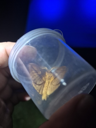 Drinker Moth