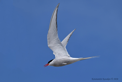 iNaturalist image