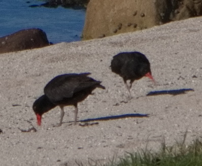 iNaturalist image