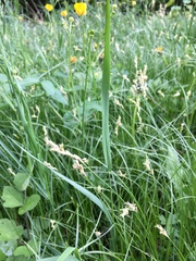 Carex brizoides