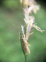 Carex brizoides