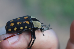 Mecynorhina passerinii