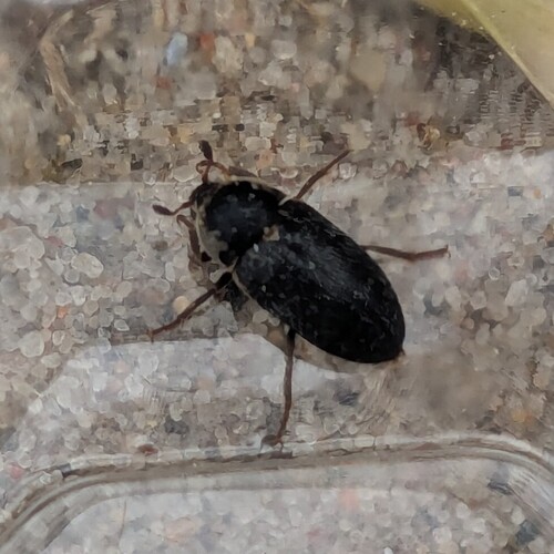 Fringed Larder Beetle