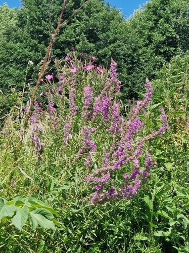 purple loosestrife