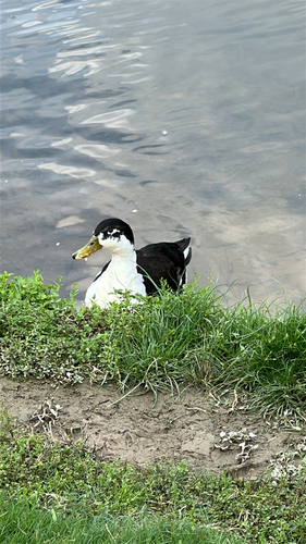 iNaturalist image