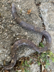 Blanus strauchi strauchi