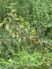 Cotoneaster bullatus, photograph (c) Rosy Thomson, some rights reserved (CC BY)