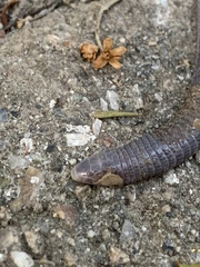 Blanus strauchi strauchi