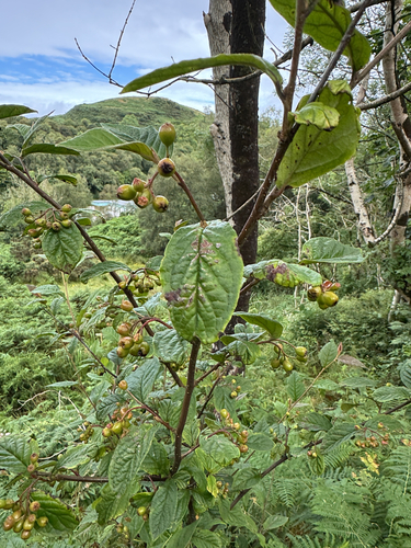 Cotoneaster bullatus, photograph 5