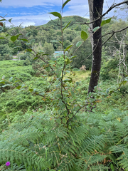 (c) Rosy Thomson, some rights reserved (CC BY) Cotoneaster bullatus, photograph (c) Rosy Thomson, some rights reserved (CC BY)