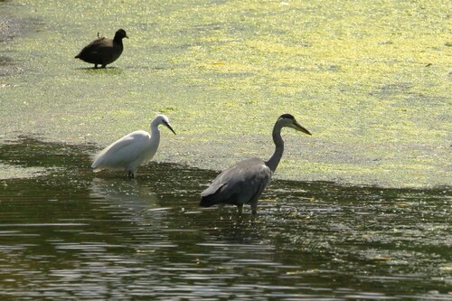 iNaturalist image