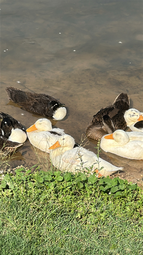 iNaturalist image