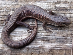 Elgaria coerulea coerulea