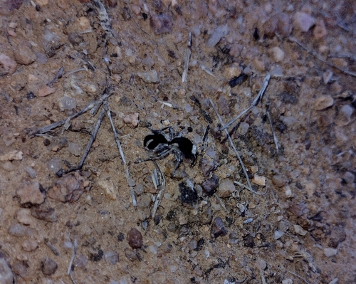 Traumatomutilla bifurca
